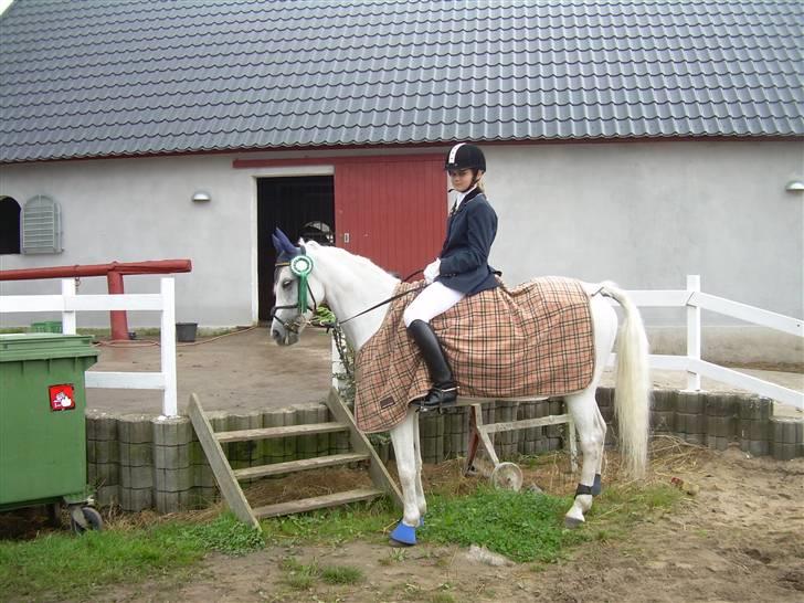 Anden særlig race David (tidl. pony) - spring stævne  Vemmelev blev nr 3 i lb billede 4