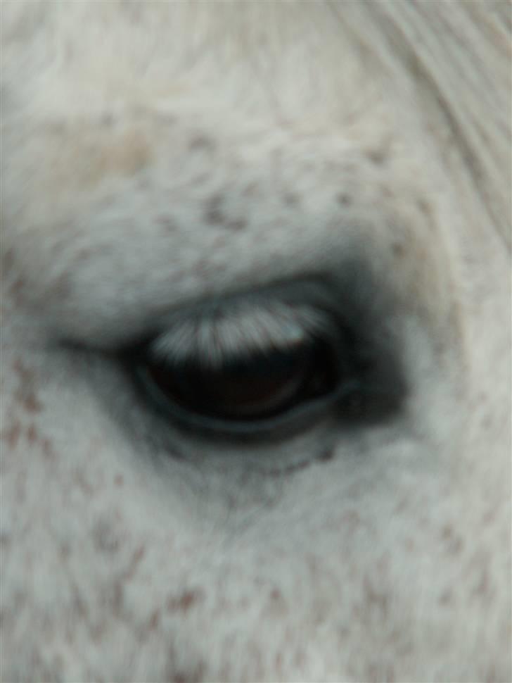 Connemara Cantali (SOLGT) - smukke .  billede 5