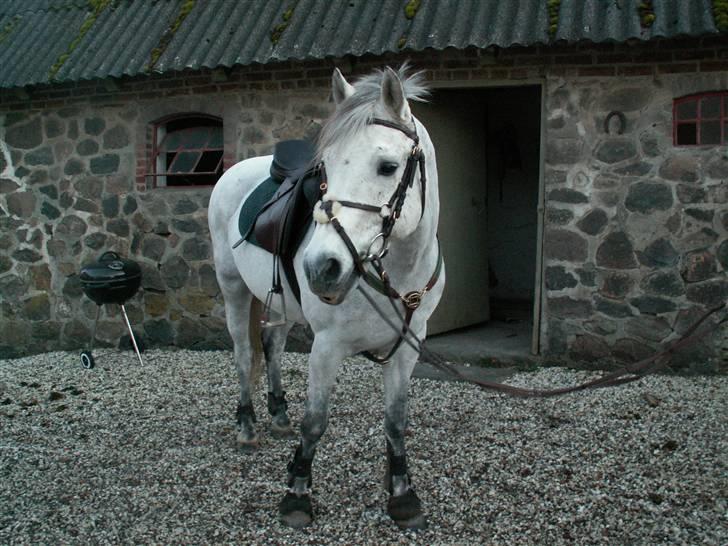 Connemara Cantali (SOLGT) - igen igen :) billede 6