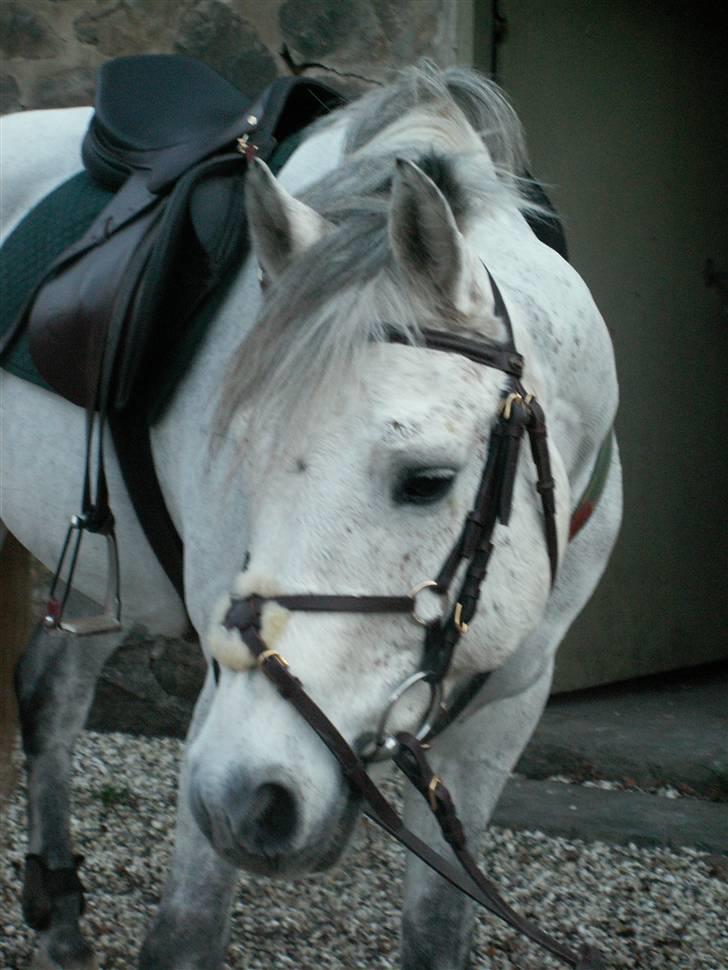 Connemara Cantali (SOLGT) - hvad er det du har fundet? :p billede 7