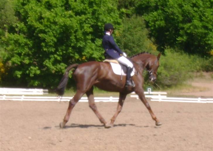 Dansk Varmblod Labiony - Stævne 2008 <33 billede 5