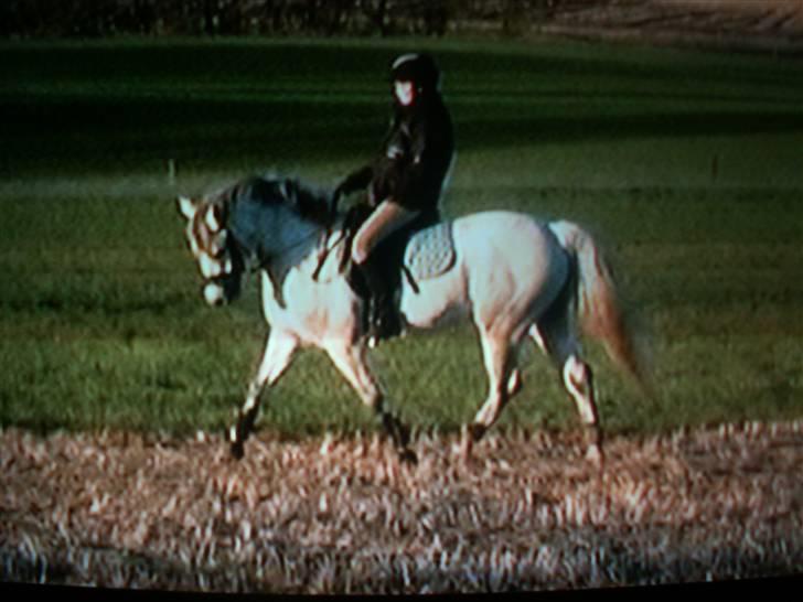 Connemara Cantali (SOLGT) - lidt dressur på marken :)  billede 8