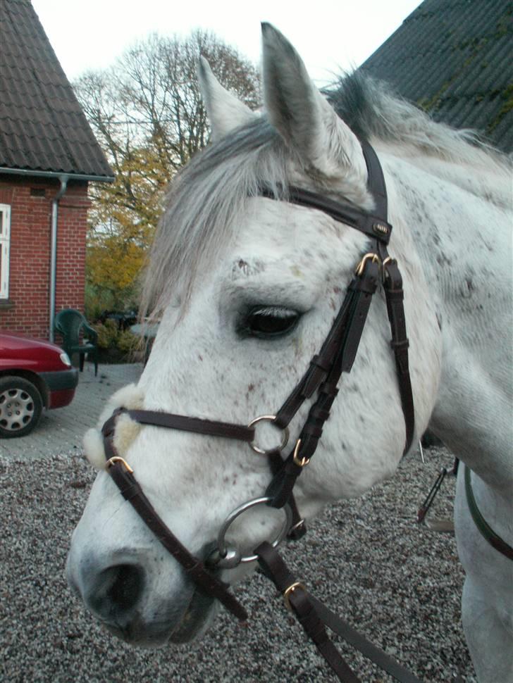 Connemara Cantali (SOLGT) - dit (s)kønne hoved . billede 9