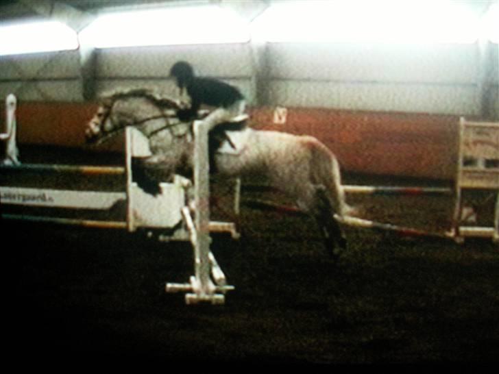 Connemara Cantali (SOLGT) - uhh, LC med LB omspringning :) billede 10