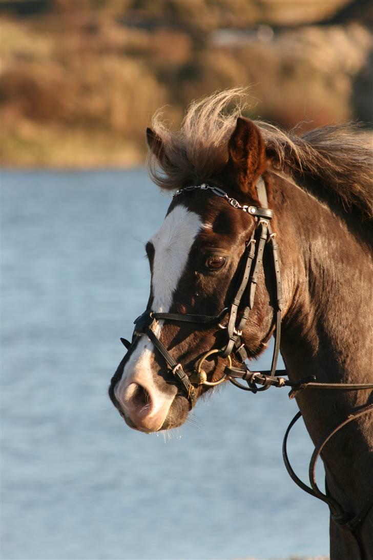 Anden særlig race Turn Around - tur:) billede 8