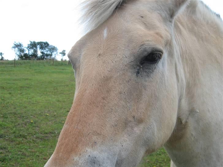 Fjordhest Luci (Morfars) billede 2