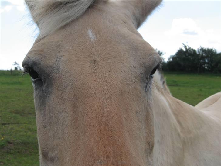 Fjordhest Luci (Morfars) billede 3