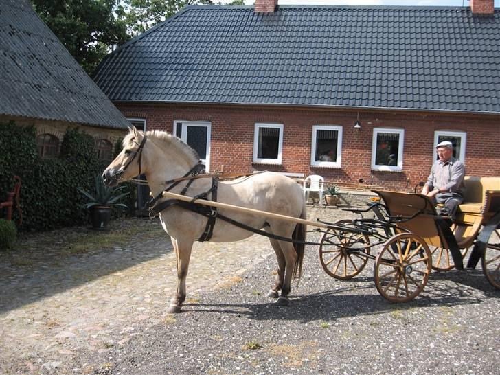 Fjordhest Luci (Morfars) billede 4