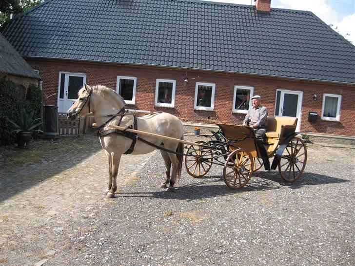 Fjordhest Luci (Morfars) billede 5