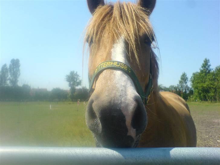 Anden særlig race * Creamy - Gammel part. - Det var dengang alting var så nemt /; ... billede 1