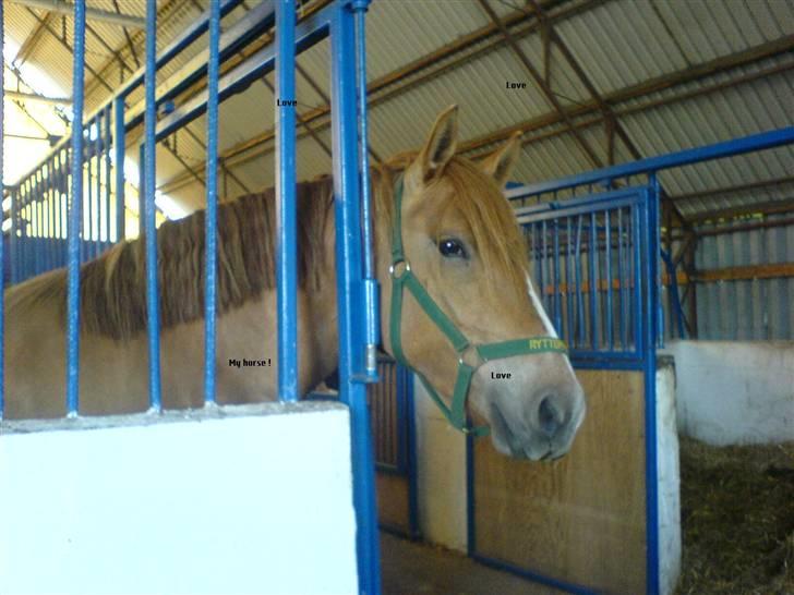 Anden særlig race * Creamy - Gammel part. - Allerførste dag ! /; billede 2