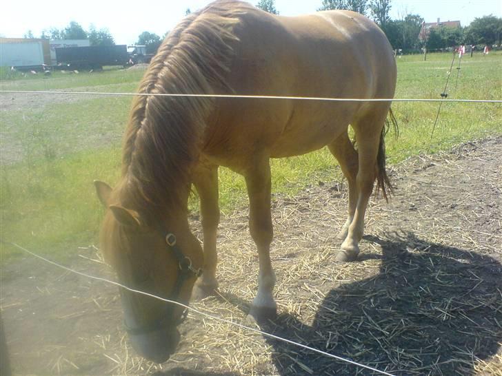 Anden særlig race * Creamy - Gammel part. - Sommer o8. billede 3