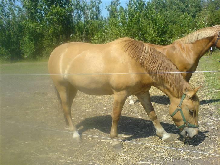 Anden særlig race * Creamy - Gammel part. - Honny & Creamy <3 billede 4