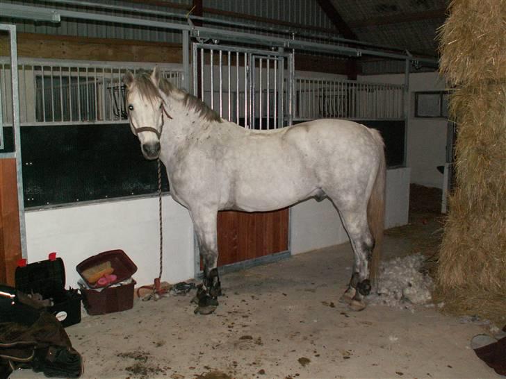 Connemara Cantali (SOLGT) - det klæder dig nu bedre uden den lange pels. billede 11