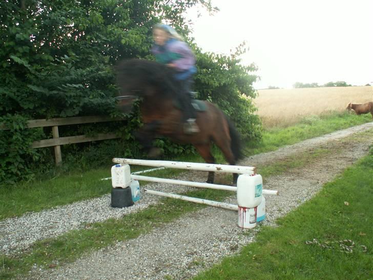 Anden særlig race Lukas R.I.P :'/ - Han elsker at springe. billede 7