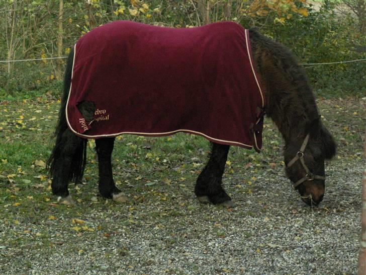 Anden særlig race Lukas R.I.P :'/ - du skal jo ikke fryse :p billede 8