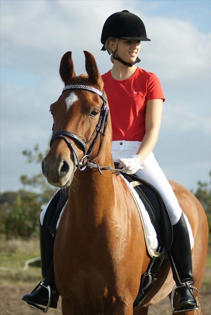 Hollandsk Sportspony Carina *70% arabisk blod* - Min guddommelige smukke Carina. Lige efter vores ridt -  to 2.pladser i LA1 og LA2 debut. billede 1