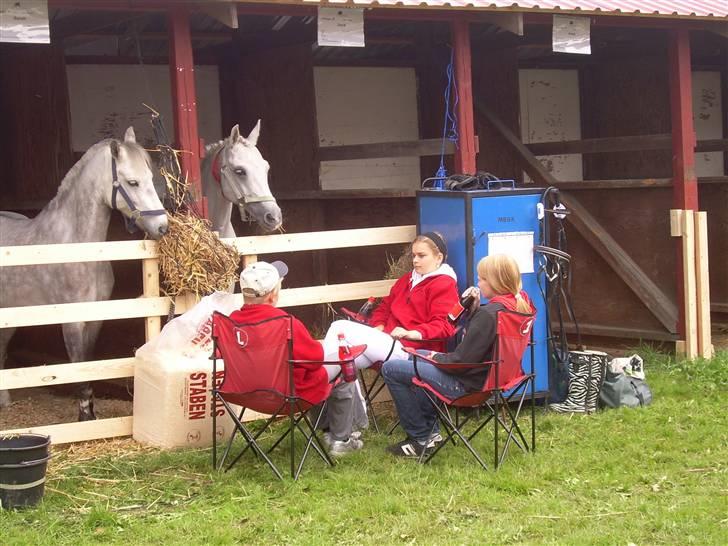 Anden særlig race David (tidl. pony) - Var lide ankommet til store Hestedag så vi var lidt træte så vi satte os ned foran david og hans nye ven Brandit  billede 6