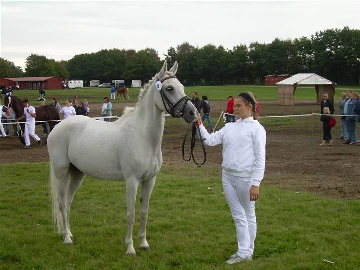 Anden særlig race David (tidl. pony) - til kåring med david på store hestedag  billede 9