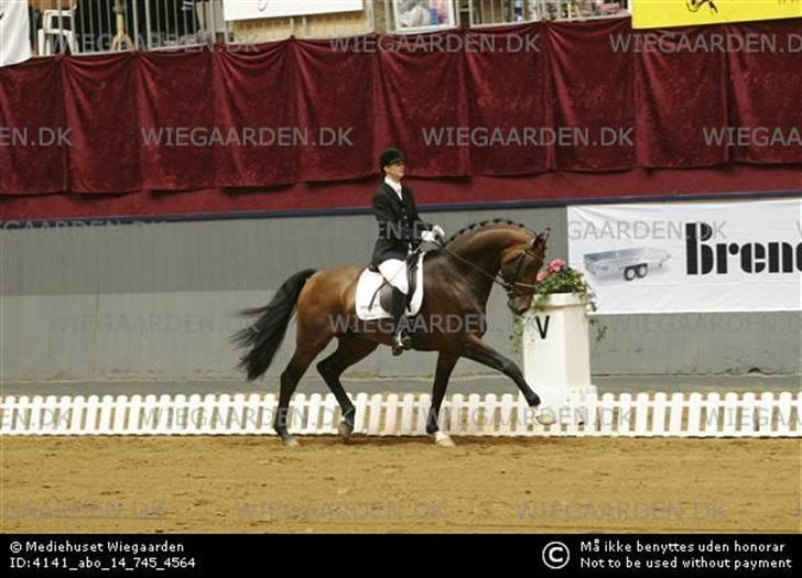 Dansk Varmblod Odessa *Solgt* - Min ridelærer rider Odessa´s far, Onassis. billede 8