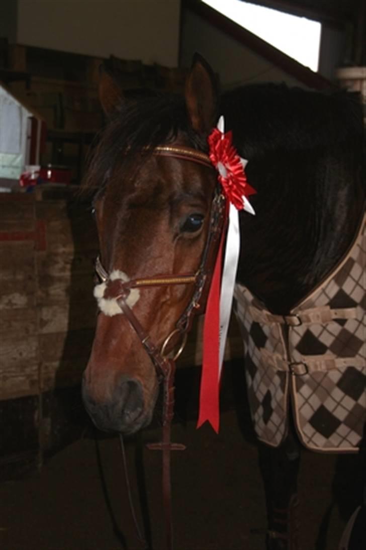 Fuldblod (XX) Capzeda xx - Klubmester spring GSPR 2007 billede 10