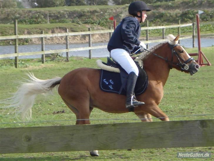 Anden særlig race Movie Star (Solgt.) billede 20