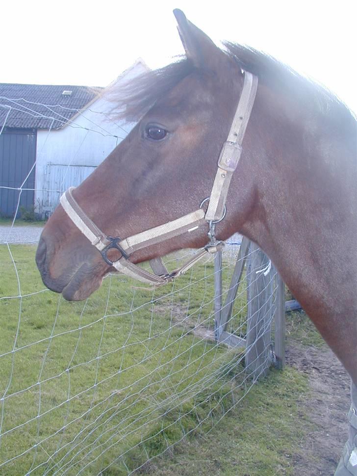 Hollandsk Varmblod Valentino [SOLGT] - På fold xD billede 14