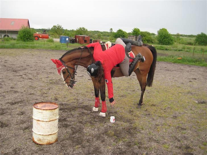 Anden særlig race Paloma Picasso [SOLGT] billede 6