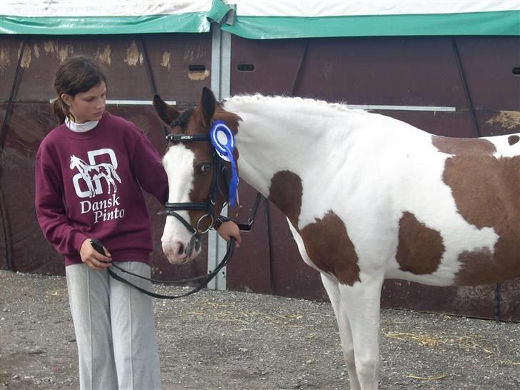 Pinto My Angel R.I.P - Angel efter kåring i Pinto, hun blev nr. 2 i sit hold af 7 ponyer billede 3