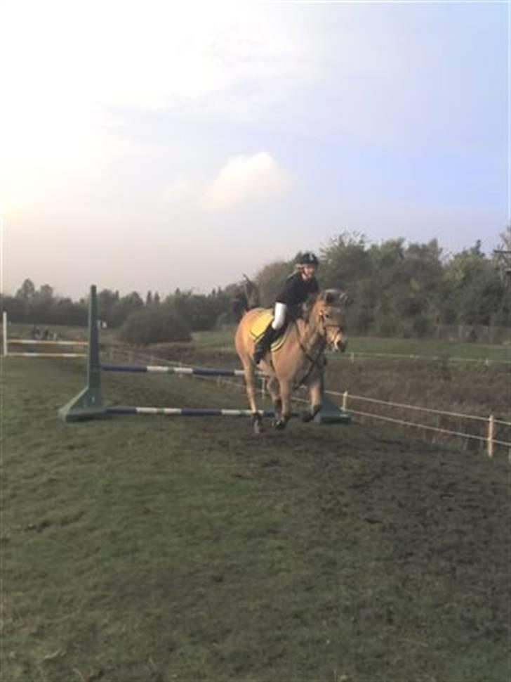 Anden særlig race Tyson <33   - mig og tyson til et stævne. sprang 70 cm. (vandt en 3 plads.. rad fajl frit i gennem ;o) men var ik hurtig nok til en 1 plads... billede 4