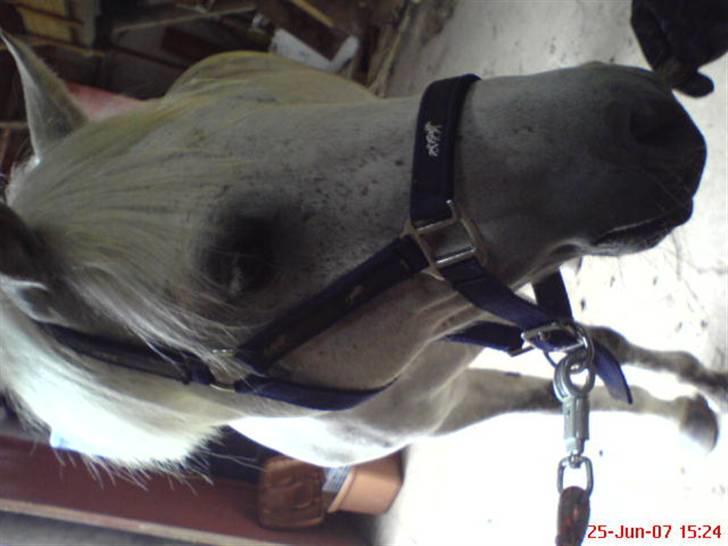 Welsh Mountain (sec A) Cherie - den mest fantastiske pony  billede 1