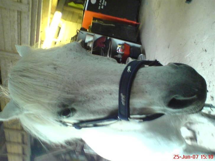 Welsh Mountain (sec A) Cherie - Cherie, den dejlige pony,  billede 3
