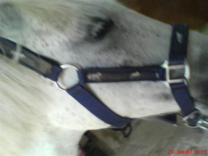 Welsh Mountain (sec A) Cherie billede 4