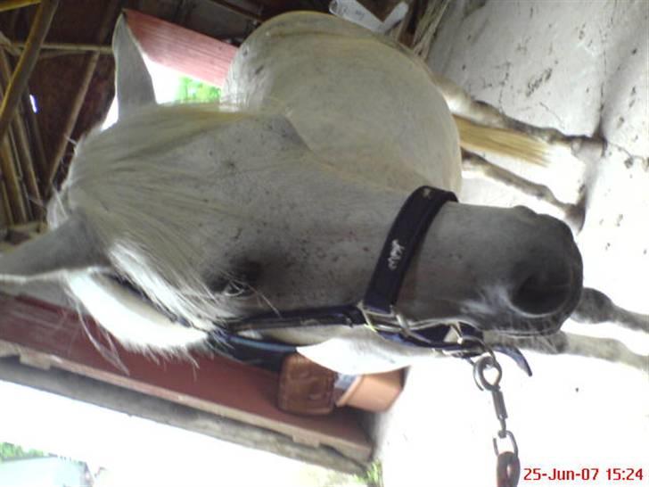 Welsh Mountain (sec A) Cherie billede 5