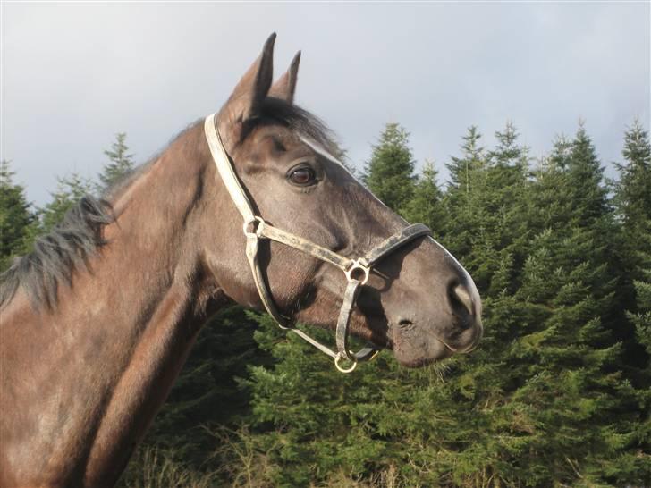 Dansk Varmblod Zarina Z  - er på fold og kan ikke finde ud af at græse<3 billede 20