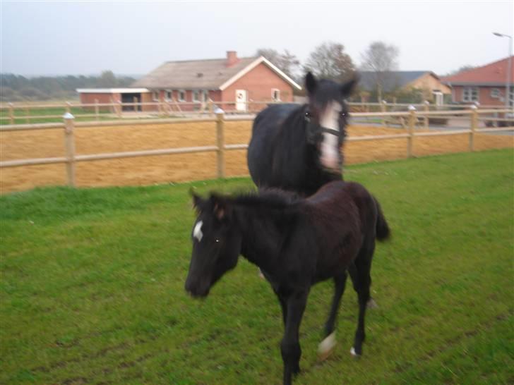 Connemara Knastens-Mari *SOLGT* billede 11