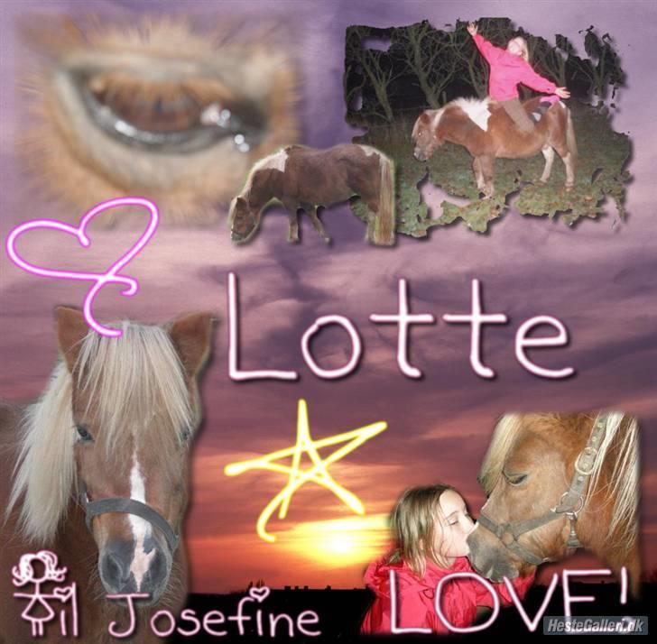 Shetlænder Lotte <3 #R.I.P :'/ # - smukke skat<3 billede 18