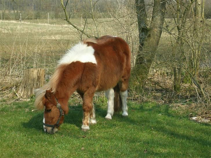 Shetlænder Lotte <3 #R.I.P :'/ # - min smukke pony<3 hun var lige brudt ud a folden :D hehe billede 19