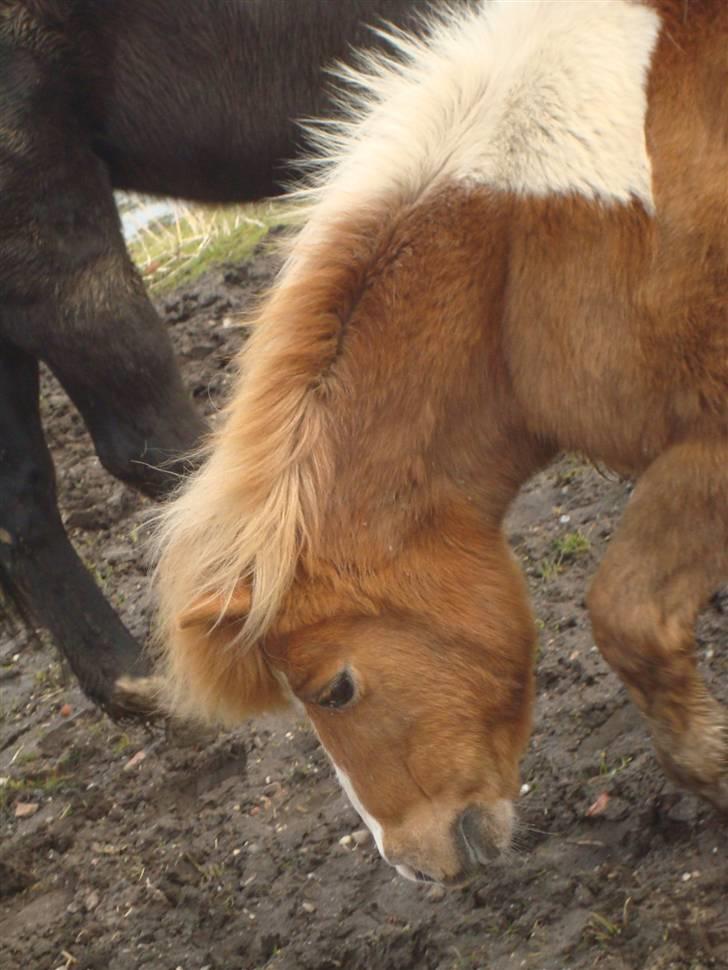 Shetlænder Lotte <3 #R.I.P :'/ # - evt fordi jeg elsker dig i;<3  billede 20