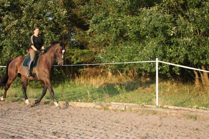 Dansk Varmblod Gredstedgårds Campari billede 4