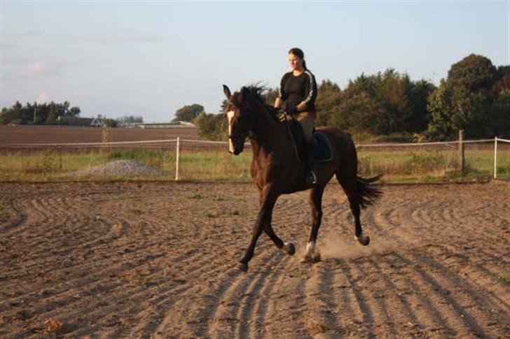 Dansk Varmblod Gredstedgårds Campari billede 5