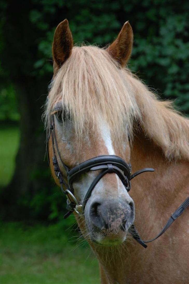 Anden særlig race Just hugo Forever  - ude i en smuk park . billede 4