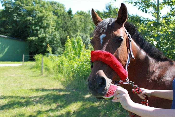 Anden særlig race Bianca - Fotograf: Lisa-Maria Lund Eriksen billede 17