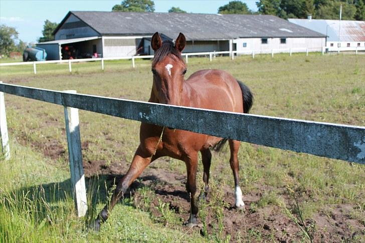 Anden særlig race Bianca - Fotograf: Lisa-Maria Lund Eriksen billede 18