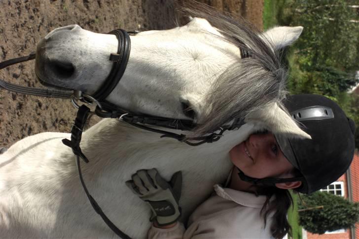Welsh Mountain (sec A) Silver Sprite "naboens"<3 - ååh.. jeg elsker den dejlige dreng..  billede 10