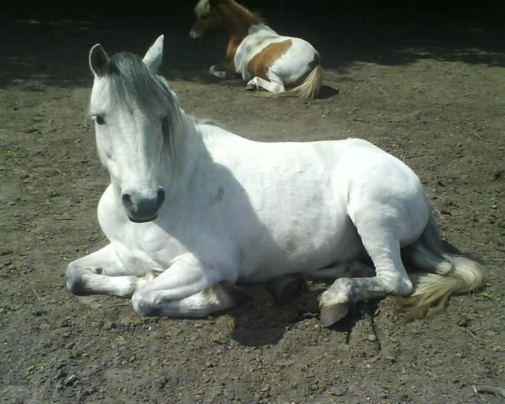 Welsh Mountain (sec A) Silver Sprite "naboens"<3 - mysse mand.. (: billede 11