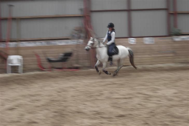 Welsh Mountain (sec A) Silver Sprite "naboens"<3 - mysse til en lille spring træning i hallen. billede 12