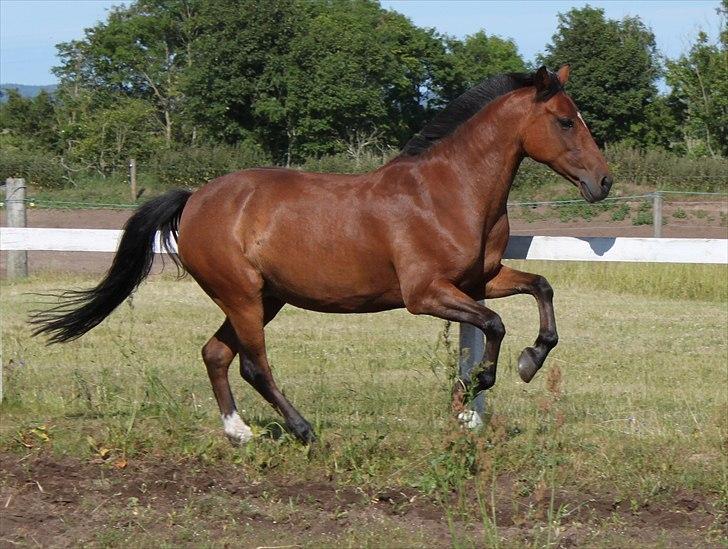 Anden særlig race Bianca - Fotograf; Lisa-Maria Lund Eriksen billede 20