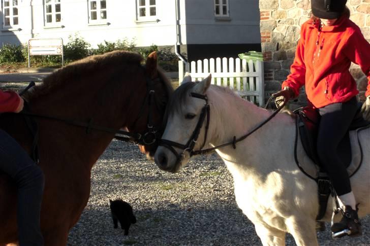 Welsh Mountain (sec A) Silver Sprite "naboens"<3 - mysse og swingboy..  kig ikke på mig.. :) billede 13