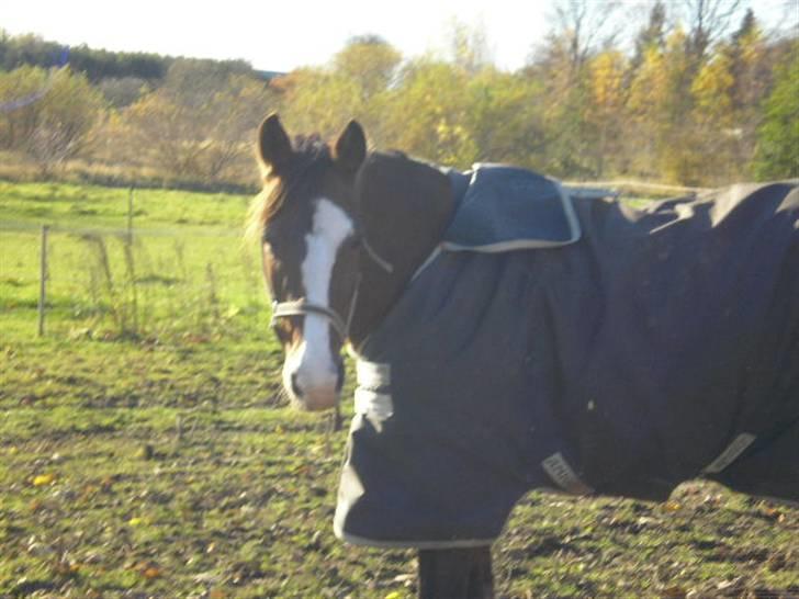 Anden særlig race Paloma Picasso [SOLGT] - På fold:D billede 7